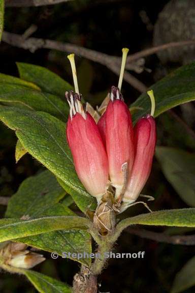 rhododendron spinuliferum subsection scabrifolia 4 graphic